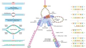 Okazaki Fragments – Definition, Discovery, Formation, Enzymes, Importance