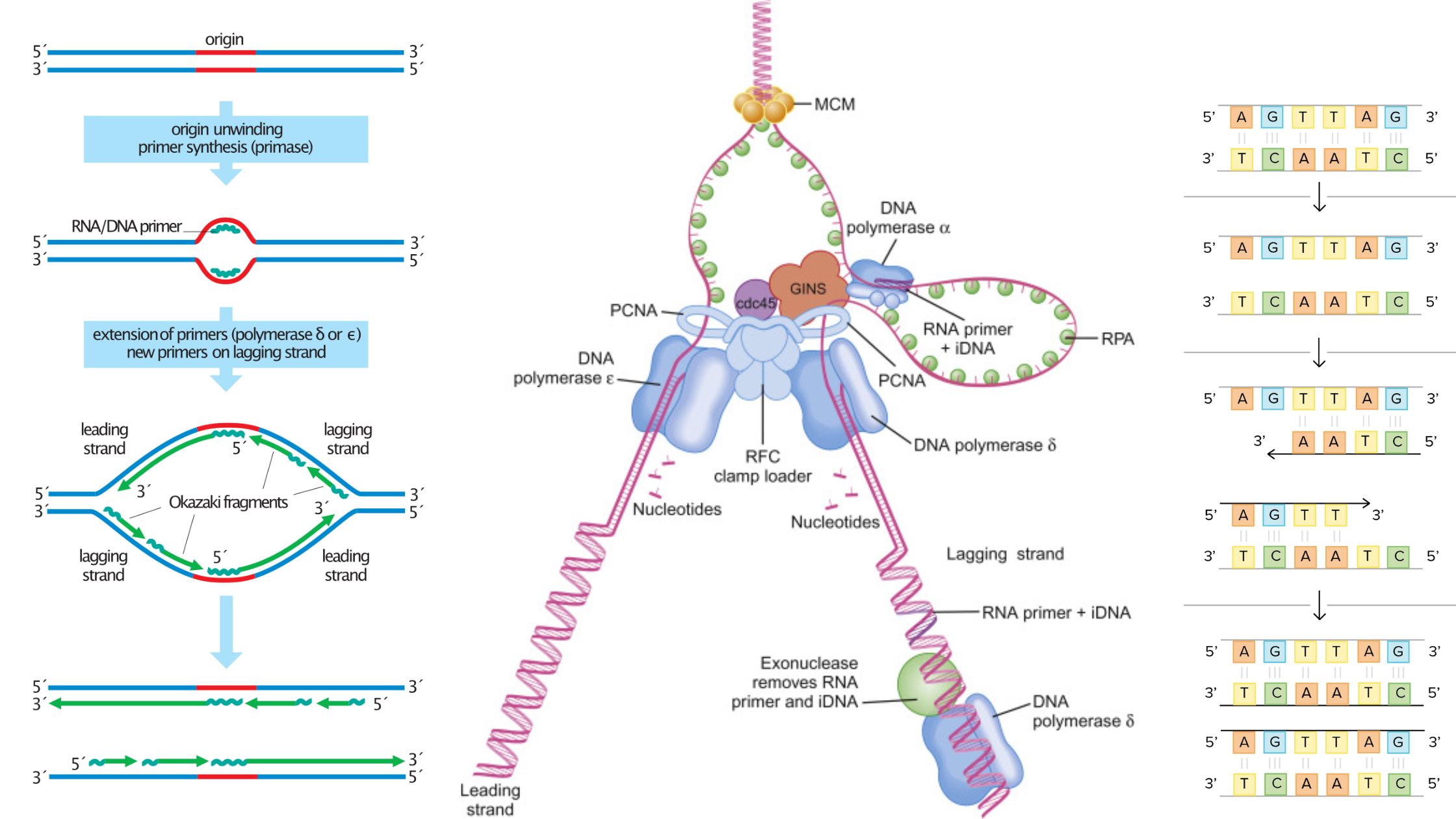 Okazaki Fragments - Definition, Discovery, Formation, Enzymes, Importance