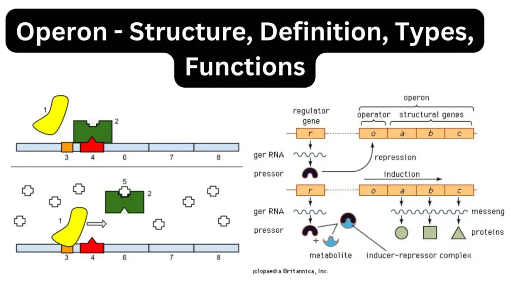 Operon - Structure, Definition, Types, Functions - Biology Notes Online