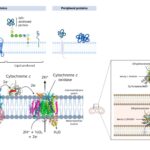 Peripheral Protein - Structure, Examples, Functions