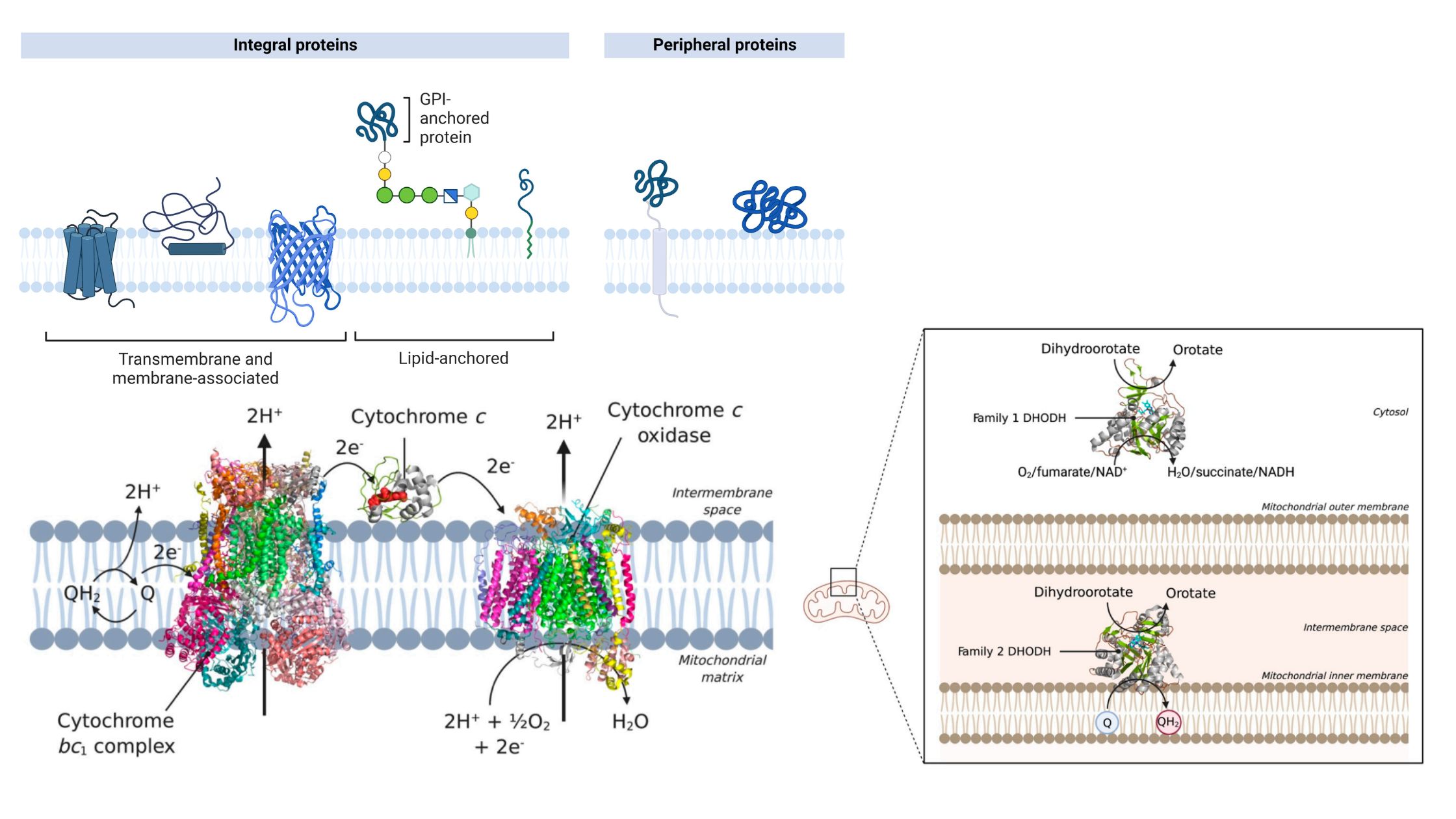 Peripheral Protein - Structure, Examples, Functions