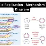 Plasmid Replication - Mechanism With Diagram