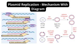 Plasmid Replication – Mechanism With Diagram