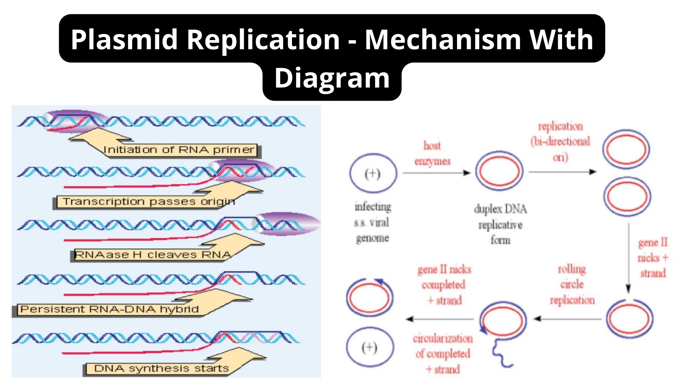 Plasmid Replication - Mechanism With Diagram