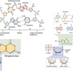 Pyrimidines and Purines Nucleotides - Structure, Occurrence and Properties