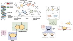 Pyrimidines and Purines Nucleotides – Structure, Occurrence and Properties