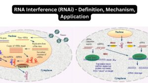 RNA Interference (RNAi) – Definition, Mechanism, Application