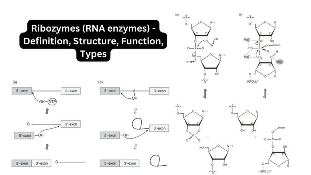 Ribozymes (RNA enzymes) - Definition, Structure, Function, Types ...