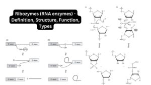 Ribozymes (RNA enzymes) – Definition, Structure, Function, Types