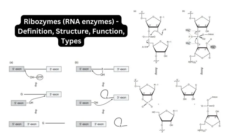 Ribozymes (RNA enzymes) - Definition, Structure, Function, Types