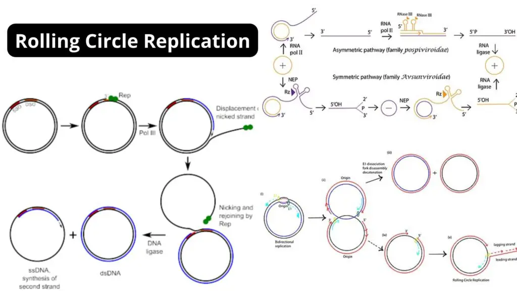 Rolling Circle Replication - Mechanism, Application - Biology Notes Online