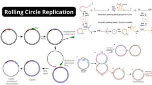 Rolling Circle Replication –  Mechanism, Application
