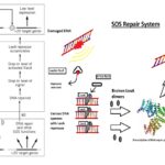 SOS Repair - SOS Response in Bacteria