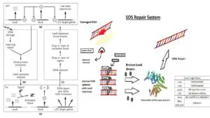 SOS Repair – SOS Response in Bacteria