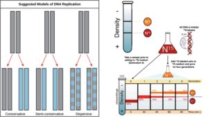 Semiconservative Replication of DNA – Mechanism