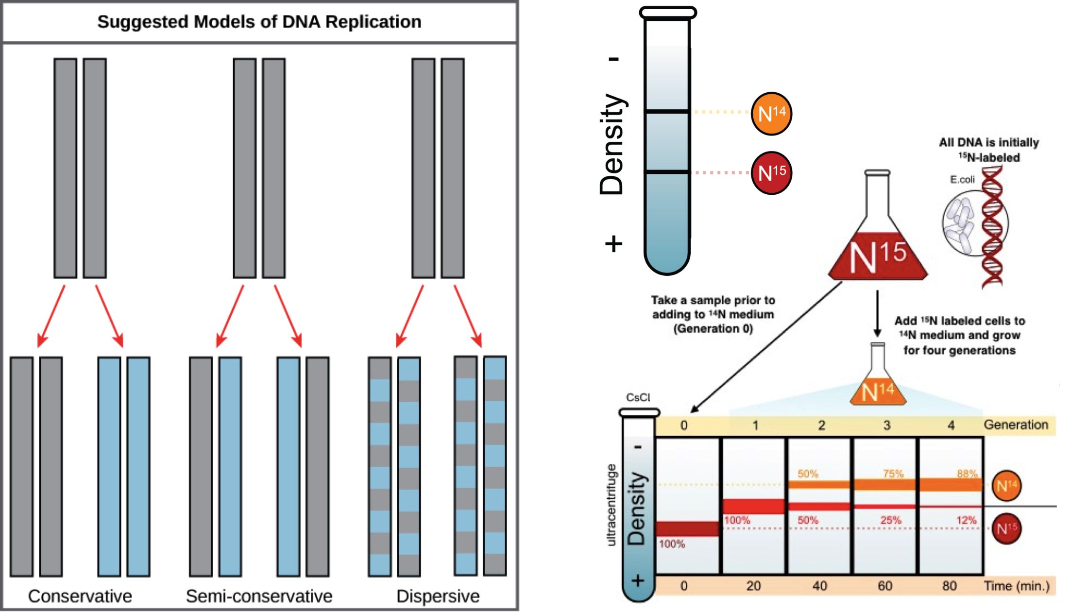 Semiconservative Replication of DNA - Mechanism