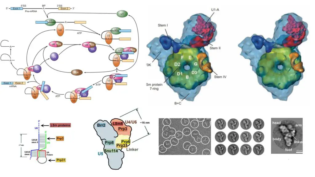 Spliceosome - Definition, Types, Structure, Mechanism - Biology Notes ...