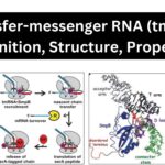 Transfer-messenger RNA (tmRNA) Definition, Structure, Properties