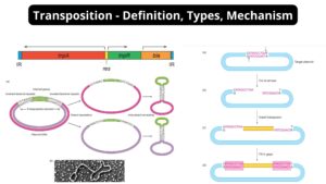 Transposition – Definition, Types, Mechanism