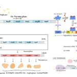 Tryptophan (Trp) Operon -  Repressible operon