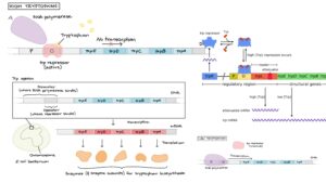 Tryptophan (Trp) Operon –  Repressible operon
