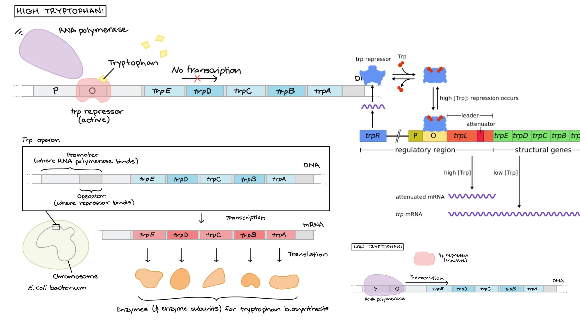 Tryptophan (Trp) Operon -  Repressible operon