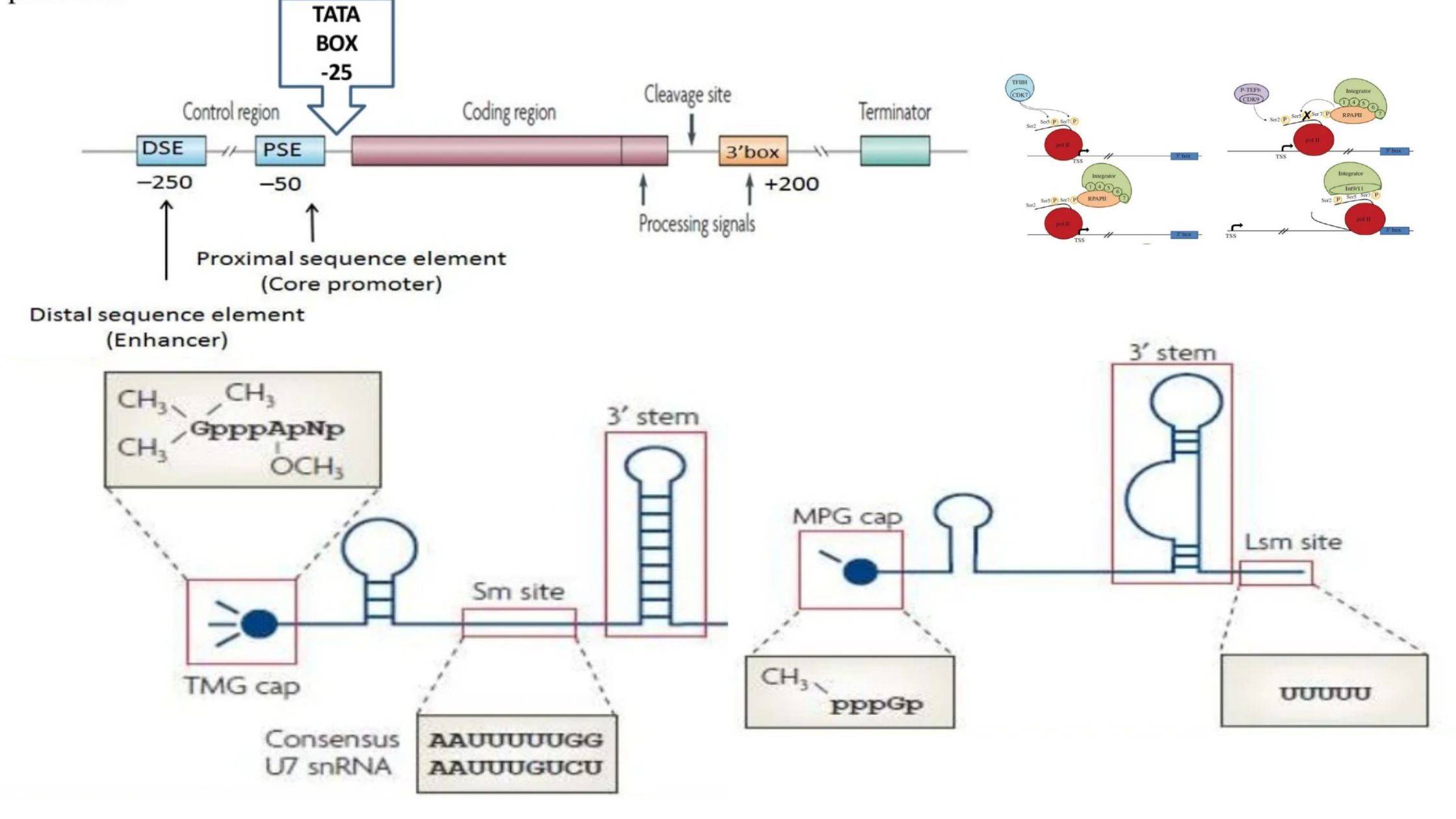 Small nuclear RNA (snRNA) - Structure, Types, Definition