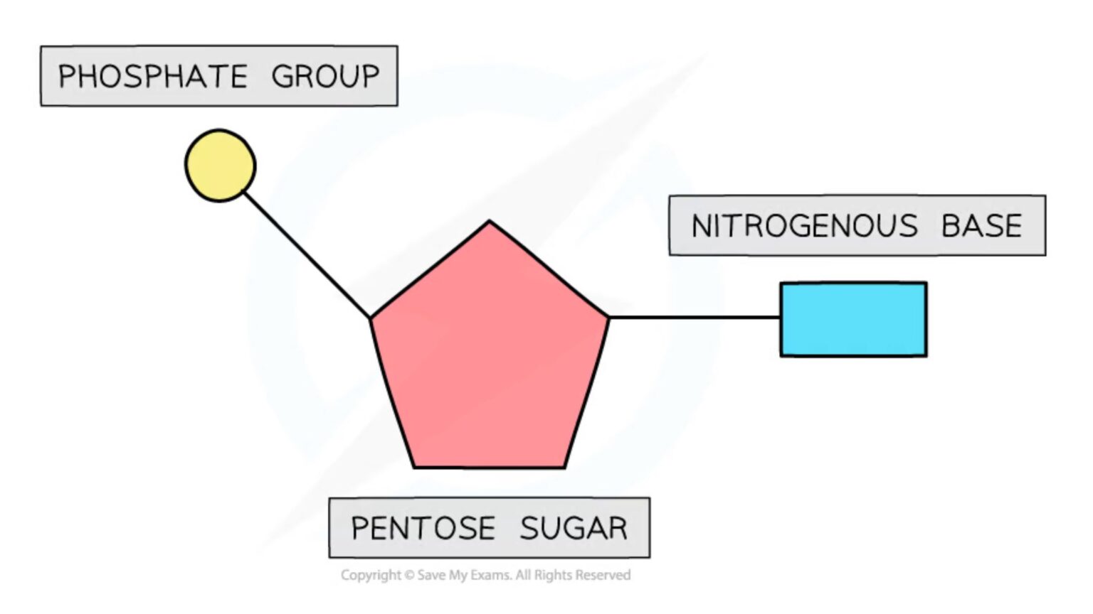 Nucleotides and Nucleosides - Definition, Structure, Function, Types ...