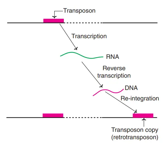 Retrotransposition