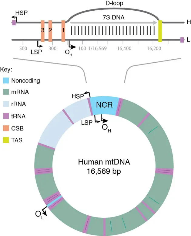 Mitochondrial DNA (mtDNA) - Structure, Replication Mechanism, Factors ...