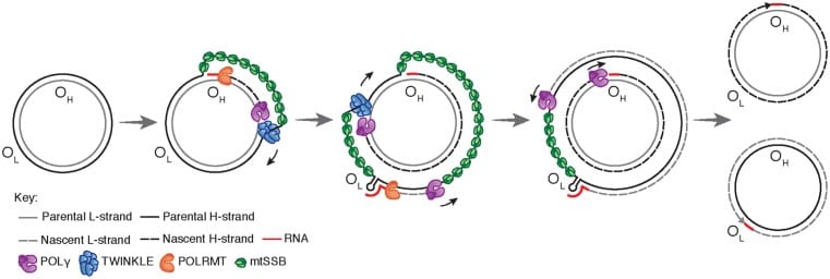 Mitochondrial DNA (mtDNA) - Structure, Replication Mechanism, Factors ...