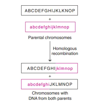 Homologous recombination