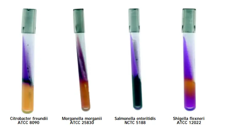 Result of Iron Agar test Procedure