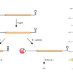 mRNA Degradation in Prokaryotic Cells