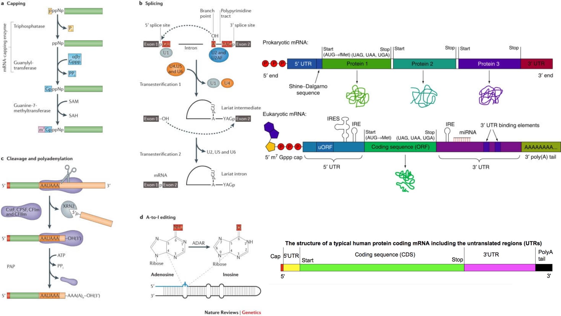 mRNA Structure, Definition, Functions, Types