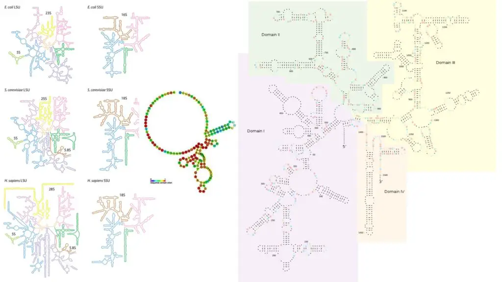 rRNA - Structure, Definition, Types, Functions - Biology Notes Online