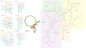 rRNA – Structure, Definition, Types, Functions