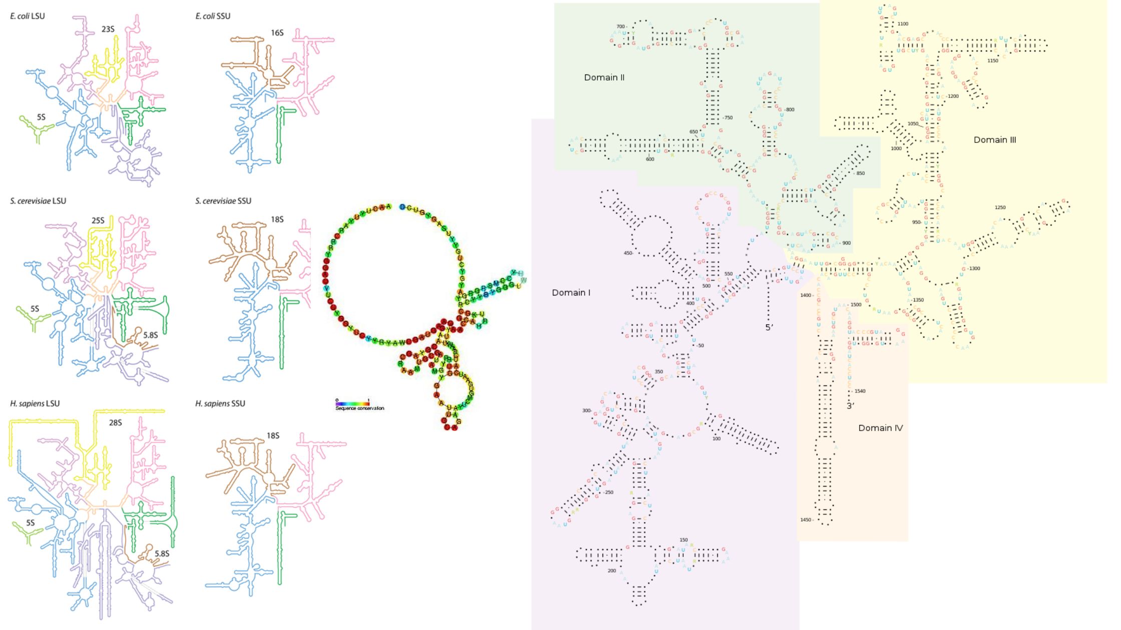 rRNA - Structure, Definition, Types, Functions