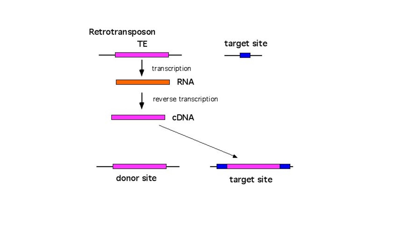 Transposition - Definition, Types, Mechanism - Biology Notes Online