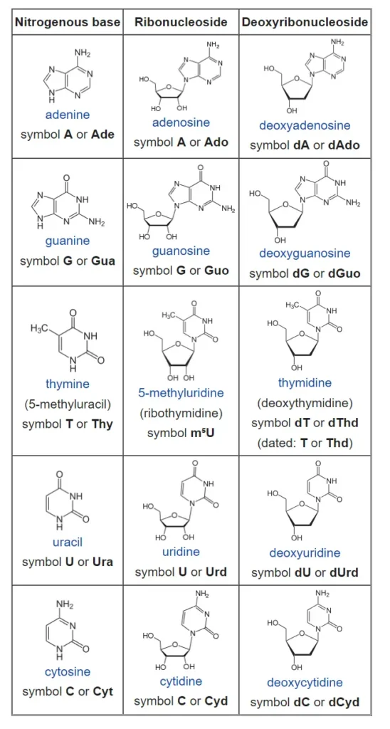 List of nucleosides and corresponding nucleobases