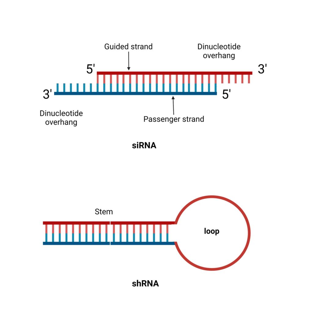 shRNA (Short-hairpin RNA) Structure, Definition, Mechanism - Biology ...