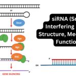 siRNA (Small Interfering RNA) - Structure, Mechanism, Functions