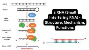 siRNA (Small Interfering RNA) – Structure, Mechanism, Functions