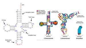tRNA – Structure, Definition, Functions, Types