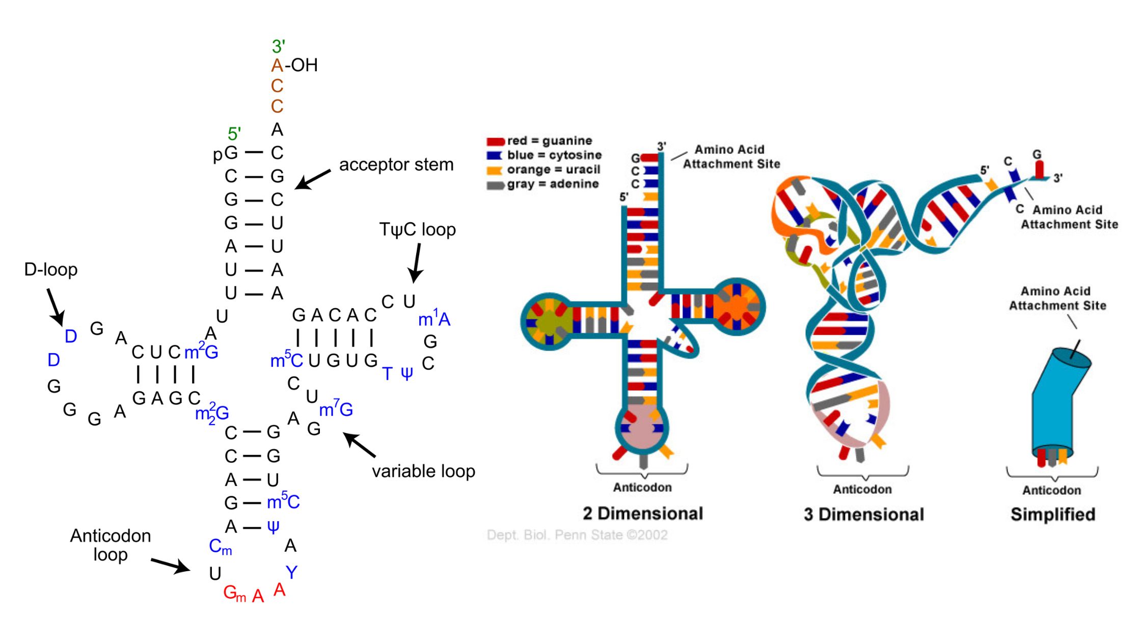 tRNA - Structure, Definition, Functions, Types