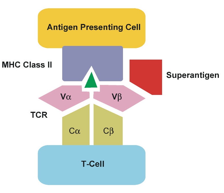 Superantigens (SAgs) - Definition, Structure, Examples