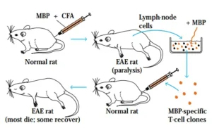 Animal Models for Autoimmune Diseases