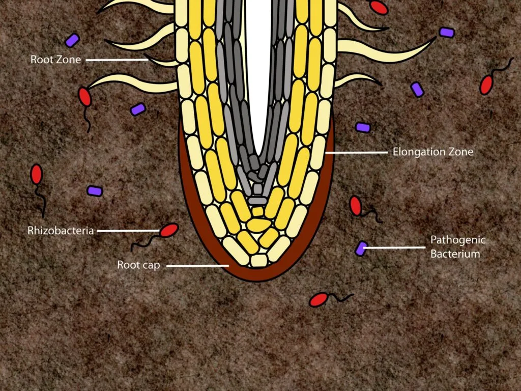 Rhizosphere