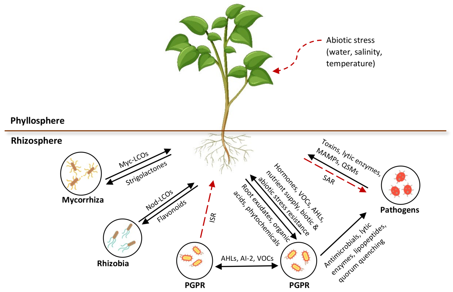 Rhizosphere - Definition, Microflora, Structure, Importance - Biology ...