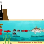 Bioaccumulation - Definition, Mechanisms, Applications